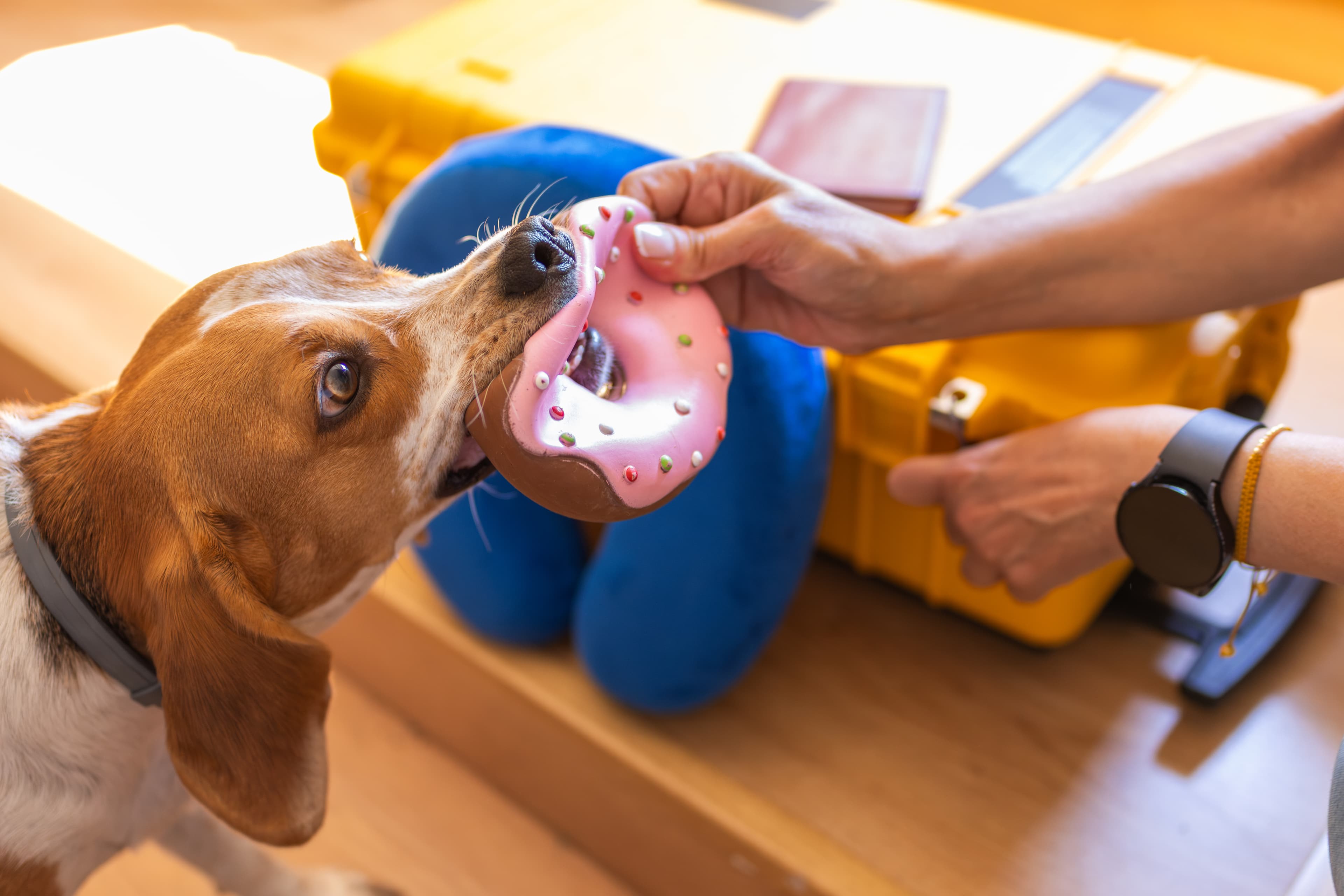 donuts-and-beagles-fake-claude-site-spreads-backdoor-hero.jpg