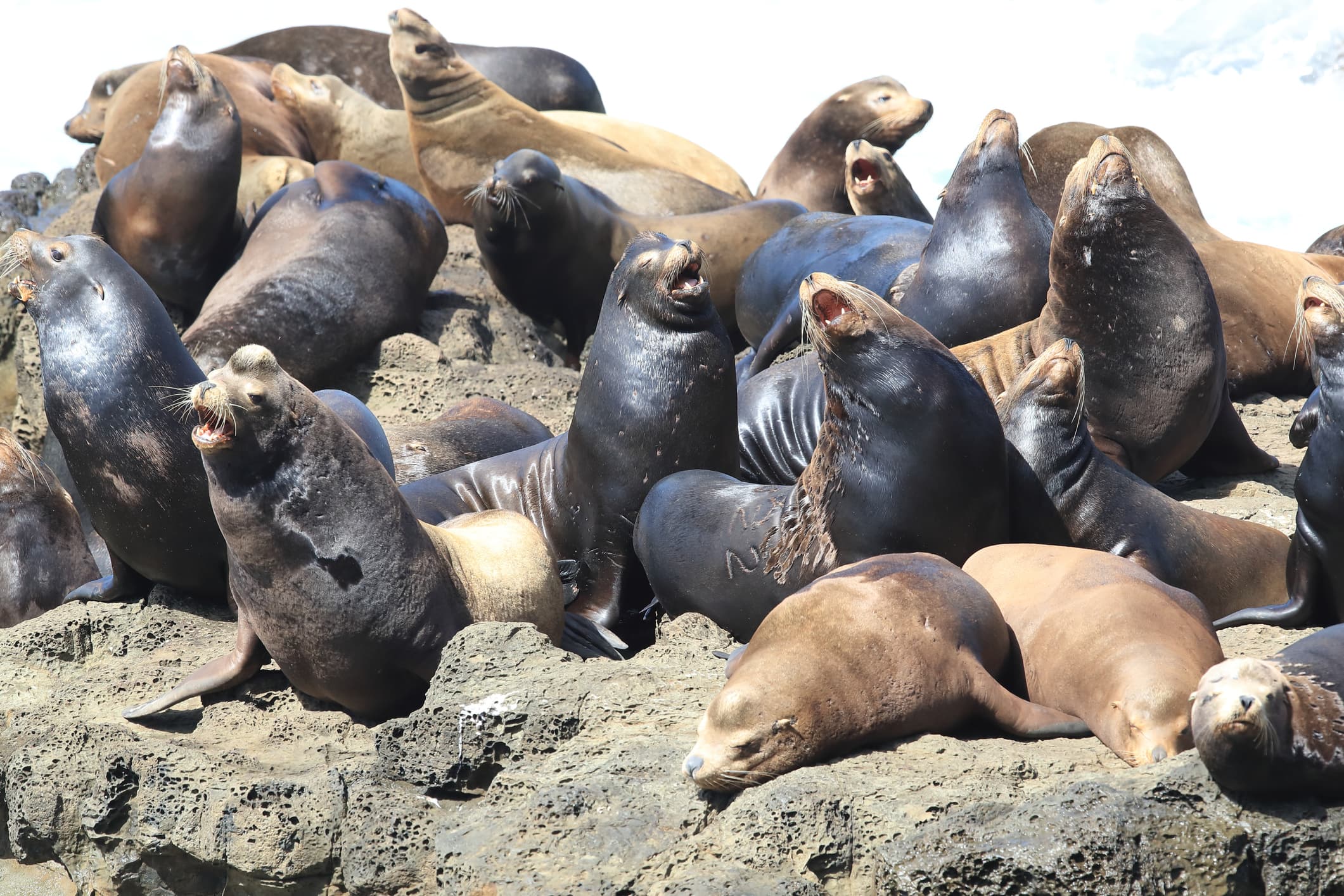 Illustration with many sea lions barking